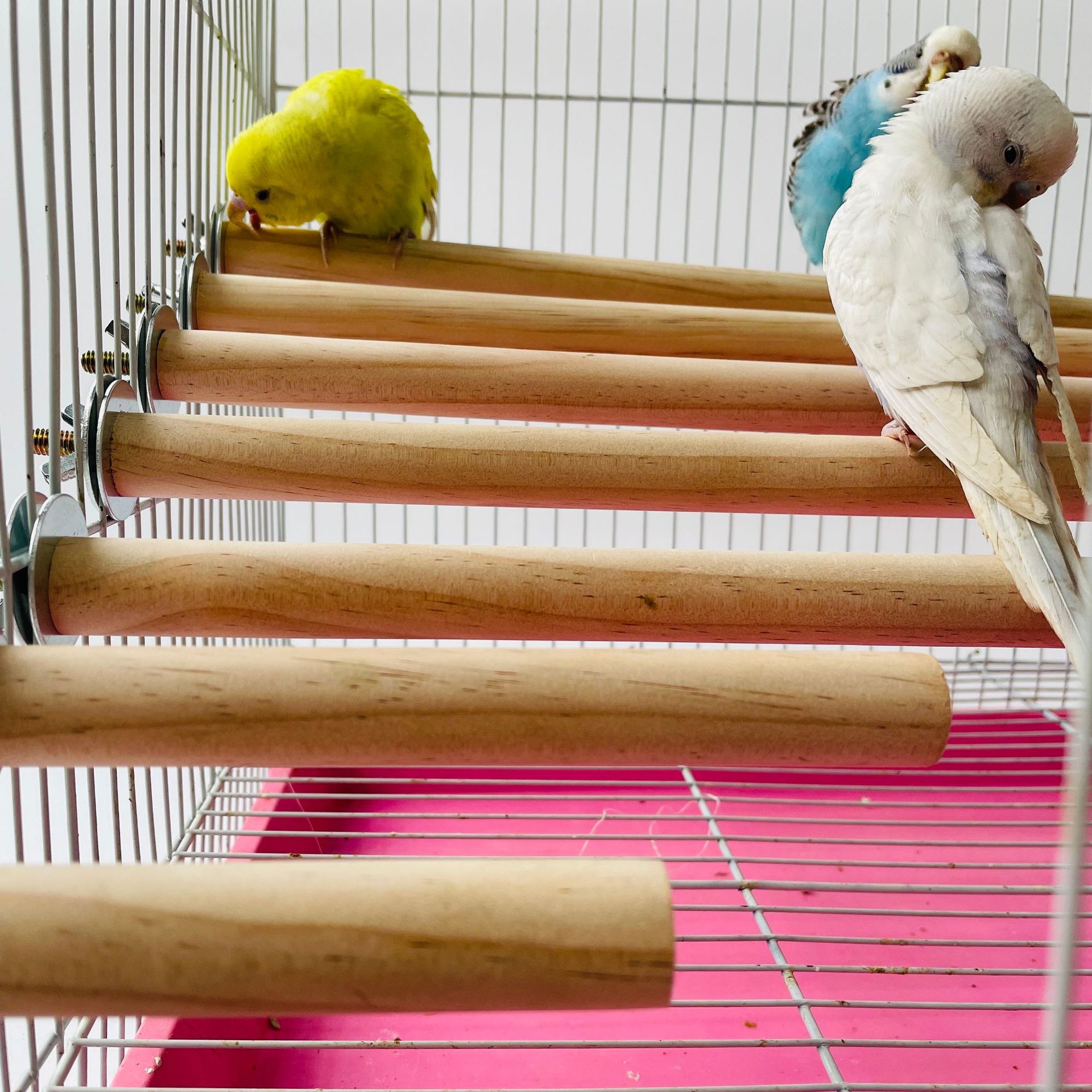 1/2ps Parrot Pet Raw Standing  - огляд і ціна Pet X Supplies & Tack Grooming